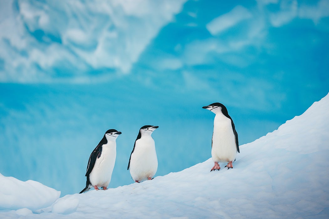 Chinstrap penguins socialize on a vibrant blue iceberg in Antarctica