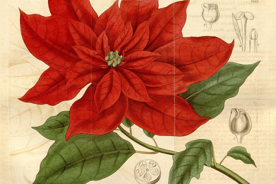 A botanical drawing of poinsettias