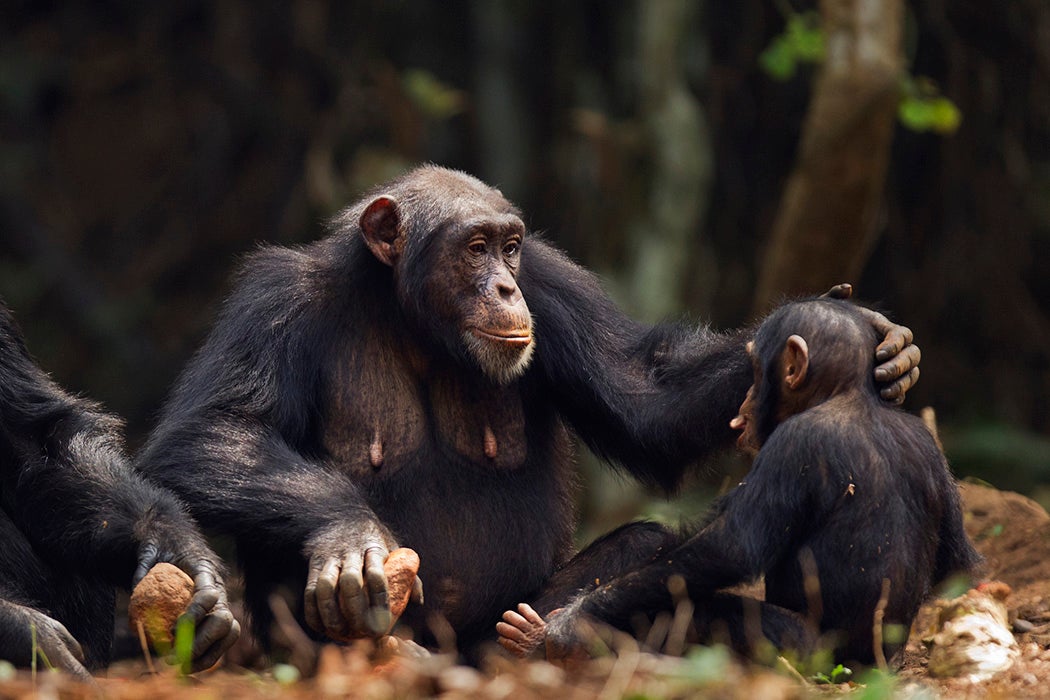 Western chimpanzees