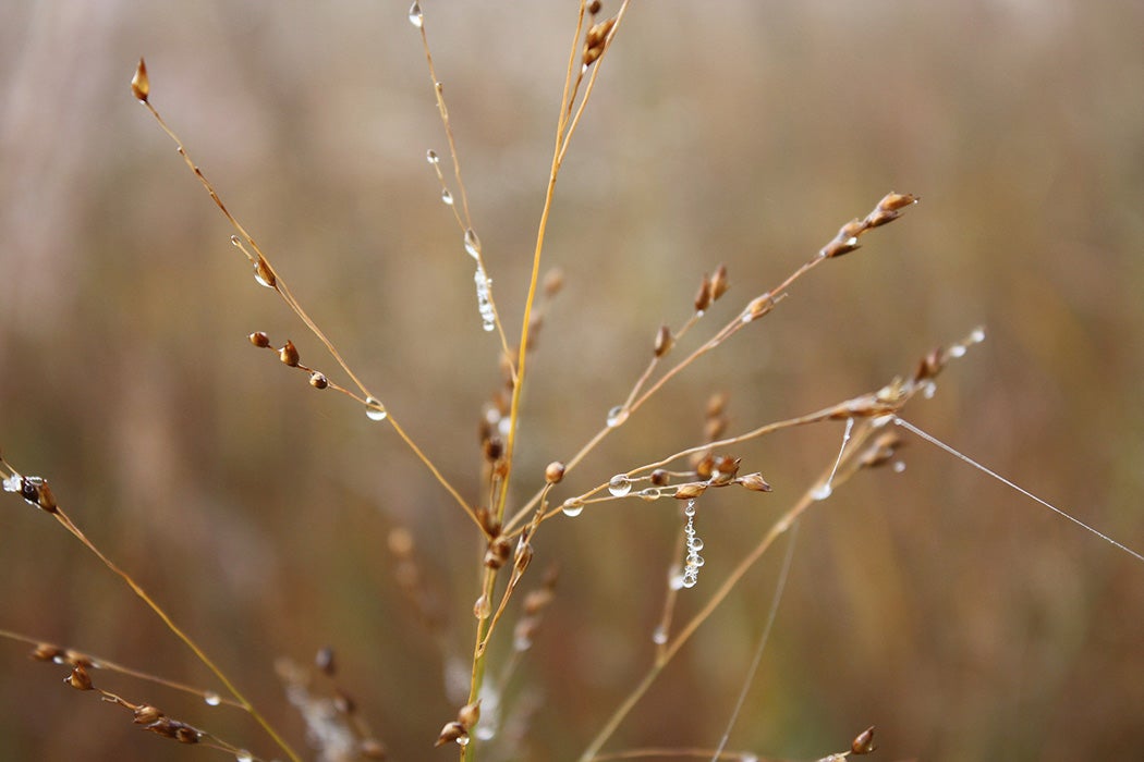 Dewdrops hang suspended from switchgrass at Waubay National Wildlife Refuge in South Dakota.
