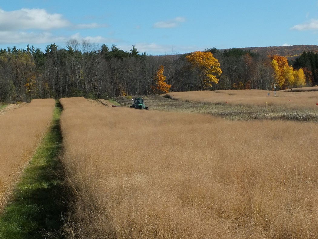 An experimental plot of switchgrass at Cornell University being harvested in 2016 