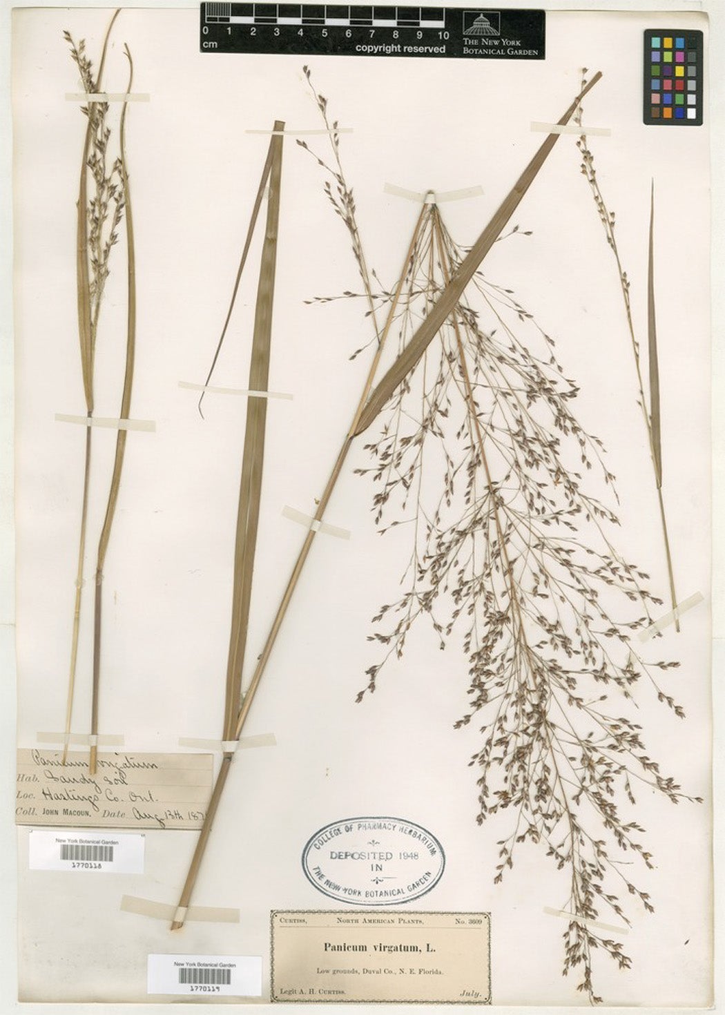 Switchgrass herbarium specimen from the New York Botanical Garden. 