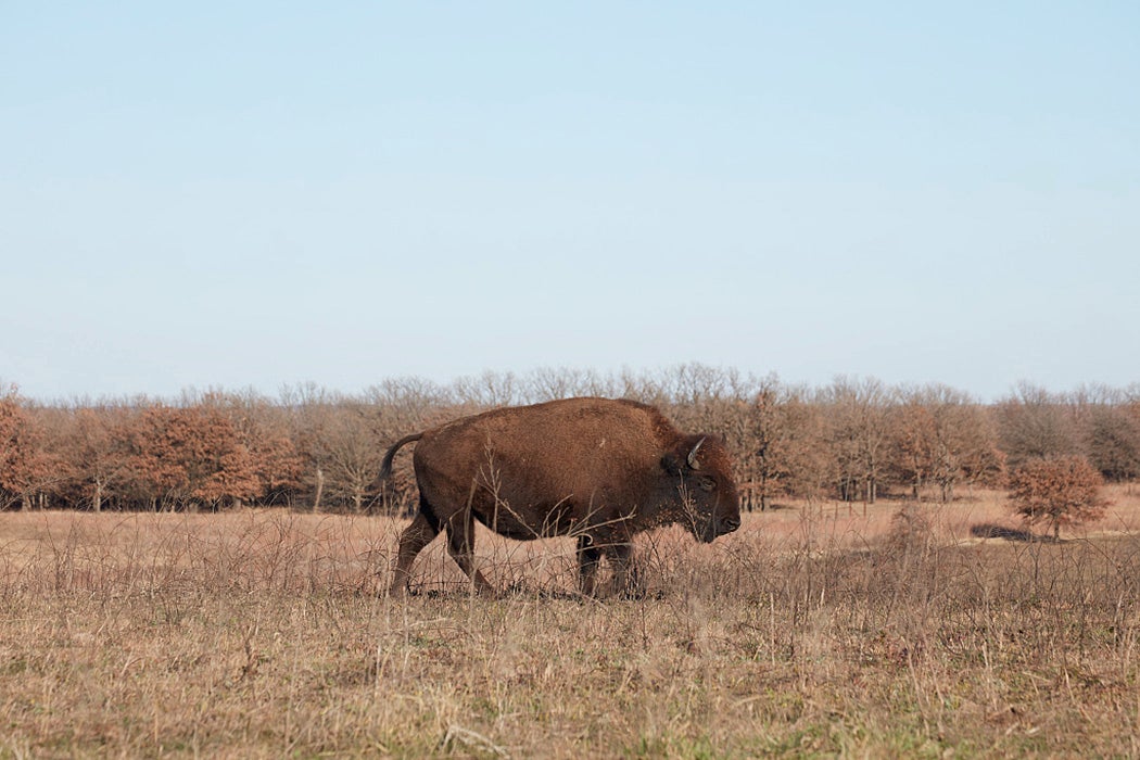 A bison roams in the Joseph H. Williams Tallgrass Prairie Preserve in Oklahoma. Carol M. Highsmith via the Library of Congress. https://www.loc.gov/pictures/item/2020743419/
