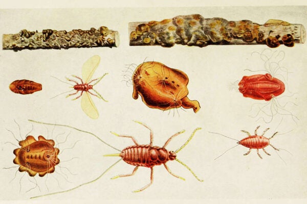 Picture of Kerria lacca from the book, Indian Insect Life: a Manual of the Insects of the Plains by Harold Maxwell-Lefroy