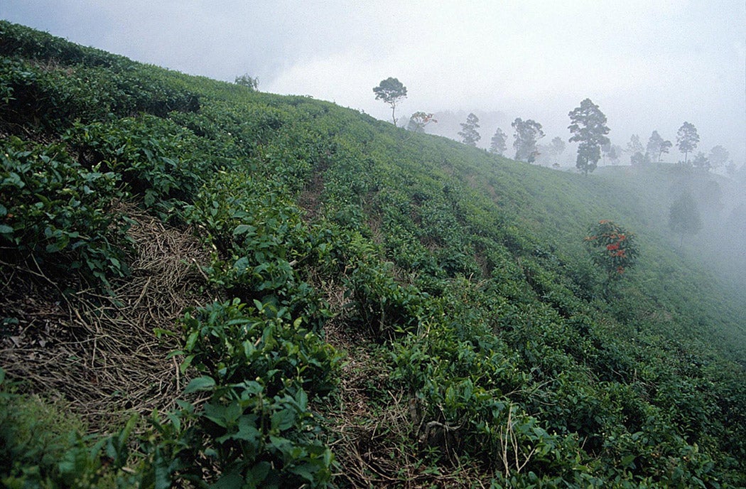 Camellia sinensis field in China. Photo by Rowan McOnegal 