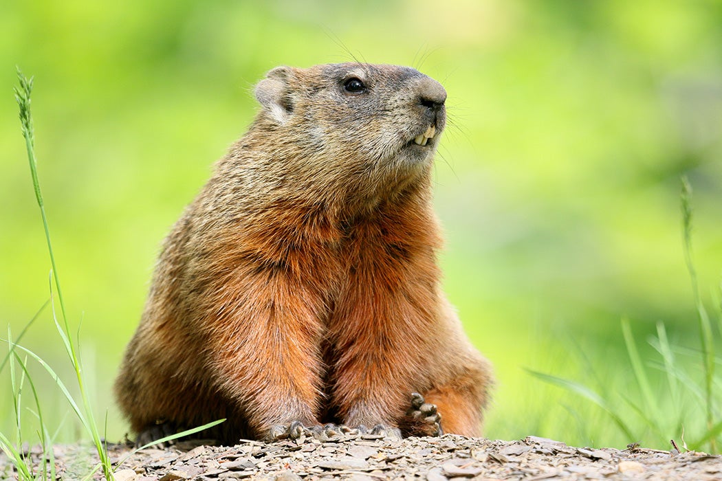 Groundhog in Quebec, Canada