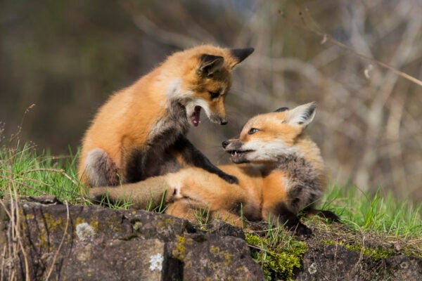red fox pups playing in spring