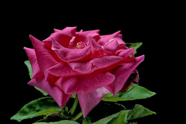 A rose, Zéphirine Drouhin, against a black background