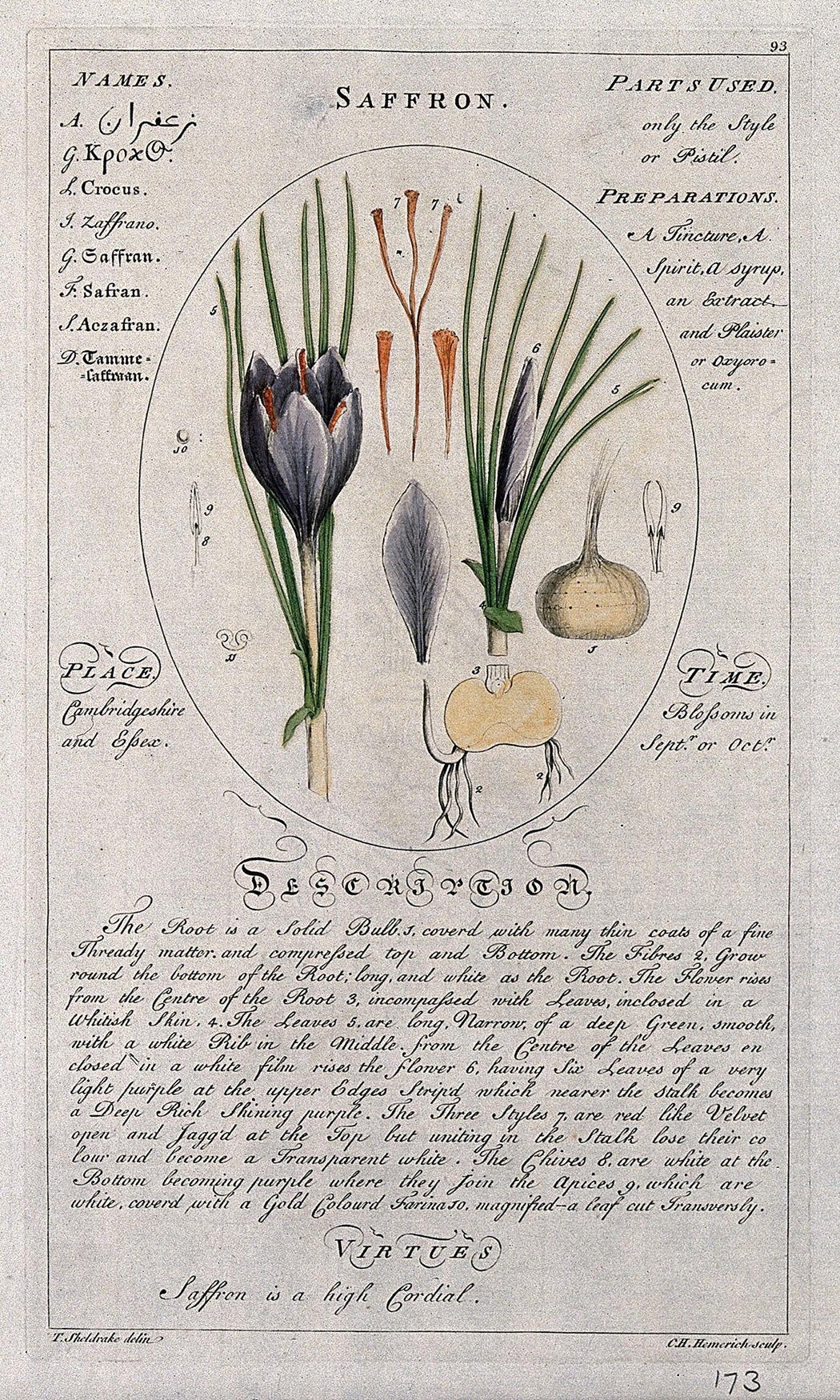 Colored line engraving of saffron by C.H. Hemrich, after T. Sheldrake
