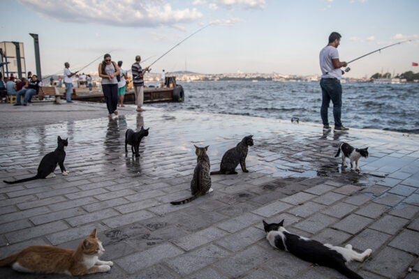 Cats wait for fishermen to feed them their catch on August 7, 2018 in Istanbul, Turkey.