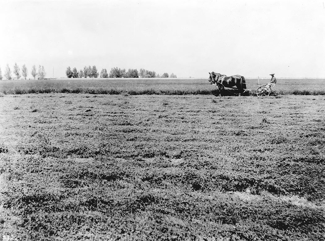 A farmer mows alfalfa in a horse-drawn mower in a Ventura County, CA, alfalfa field, ca. 1900/1910. Via Wikimedia Commons.