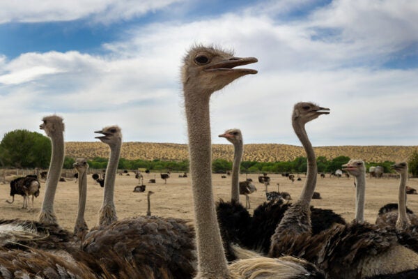 Ostrich farm in the desert