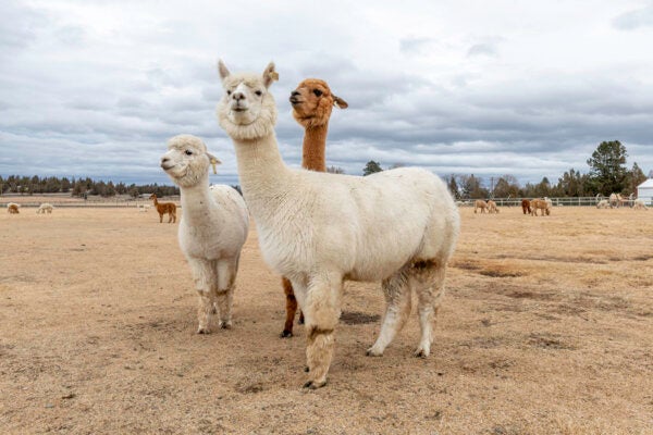 Three female animals posing for photograph on an alpaca farm in Central Oregon