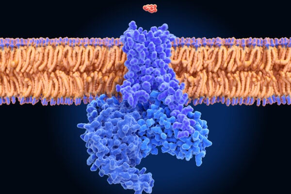 Molecular model of a dopamine molecule (red) approaching a dopamine receptor D1 (blue) in a cell membrane (orange).