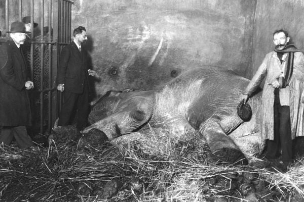 The 19 year old Indian elephant, Fritz-Frederic, favourite of the children of Paris, was put to death after he had gone mad for several days, c. 1910