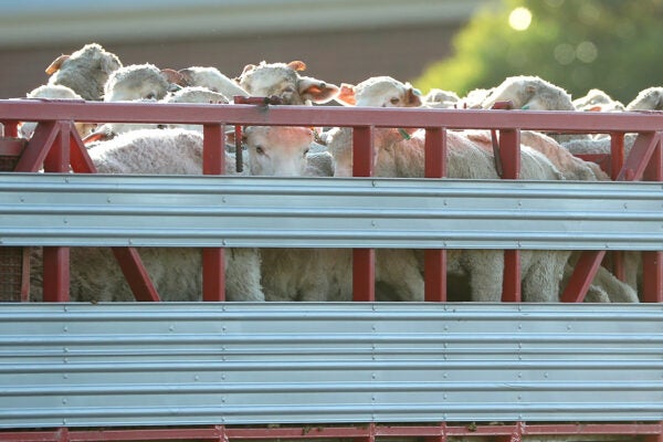 Sheep are seen while being transported in Fremantle Harbour on June 16, 2020 in Fremantle, Australia.