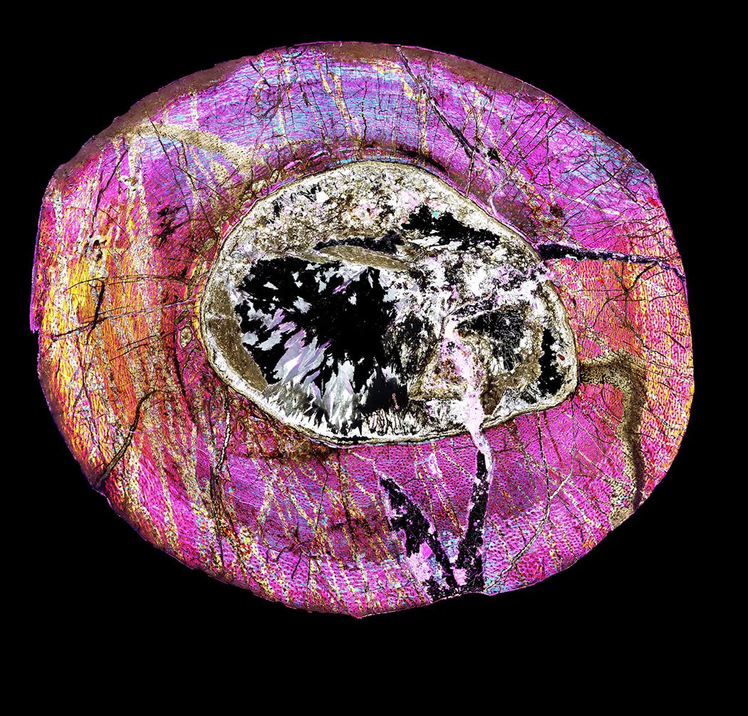 Eoraptor bone tissue under a polarizing light microscope shows evidence of rapid, continuous growth – common to both the earliest dinosaurs and many of their nondinosaur contemporaries. Kristi Curry Rogers, CC BY-ND