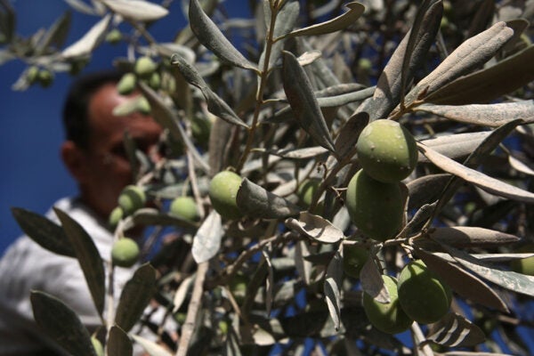 A Palestinian man climbs a tree as he harvests olives, November 13, 2007 near the Palestinian village of Hawarra in the West Bank.