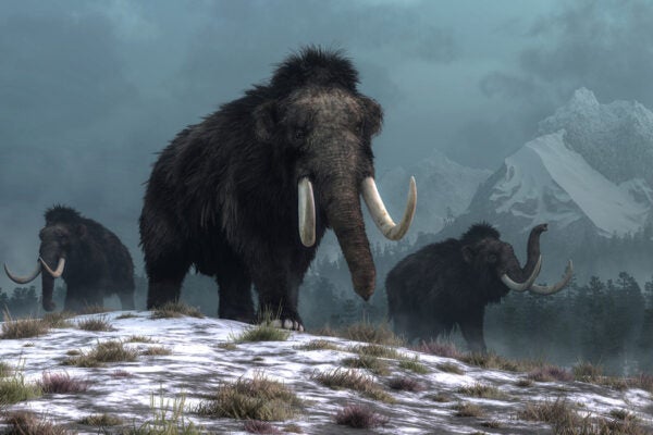 A trio of woolly mammoths trudges over snow covered hills. Behind them, mountains with snow covered peaks rise above dark green forests of fir trees. 3D Rendering
