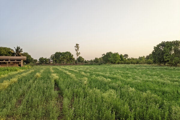 Village farm, Gujarat, India