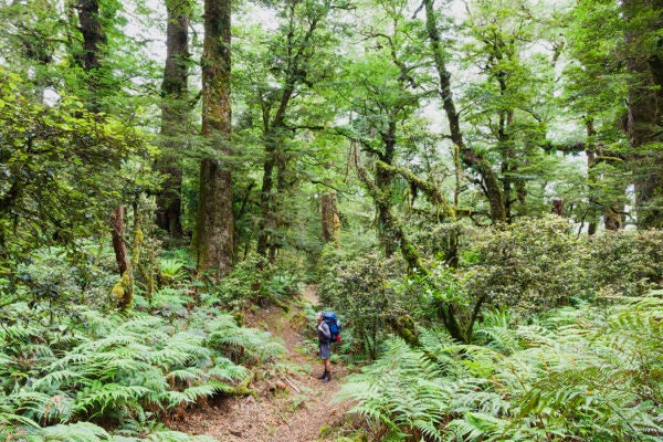 New Zealand, North Island, Te Urewera National Park, man, hiker gazing at trees along hiking trail, wilderness, native rainforest, dramatic landscape,