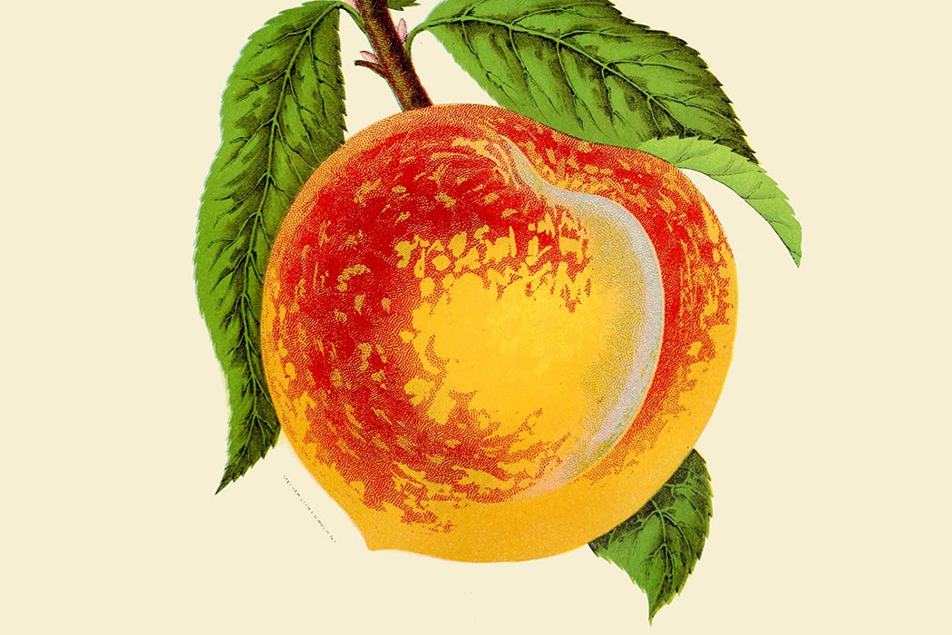 An Elberta peach from Georgia, 1901