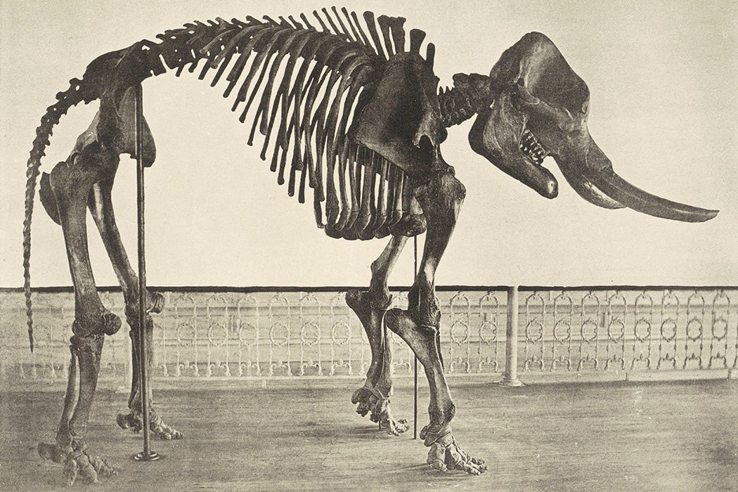 Skeleton of The Cohoes mastodon in the New York State Museum of Natural History