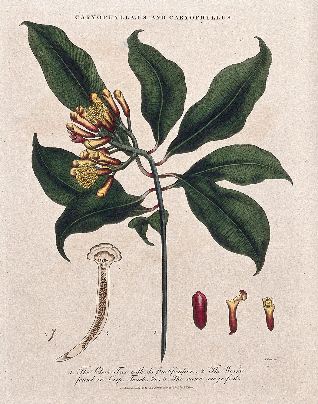 Clove tree (Syzygium aromaticum): flowering and fruiting stem with cloves and parasitic worm. Colored etching by J. Pass, c. 1808, after J. Ihle. Wellcome Collection. (JSTOR)