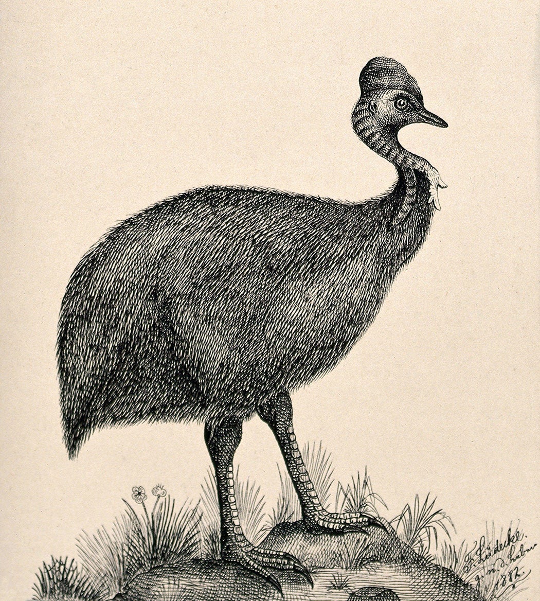 A cassowary bird standing on a rock. Reproduction of an etching by F. Lüdecke, 1882. Wellcome Collection. JSTOR