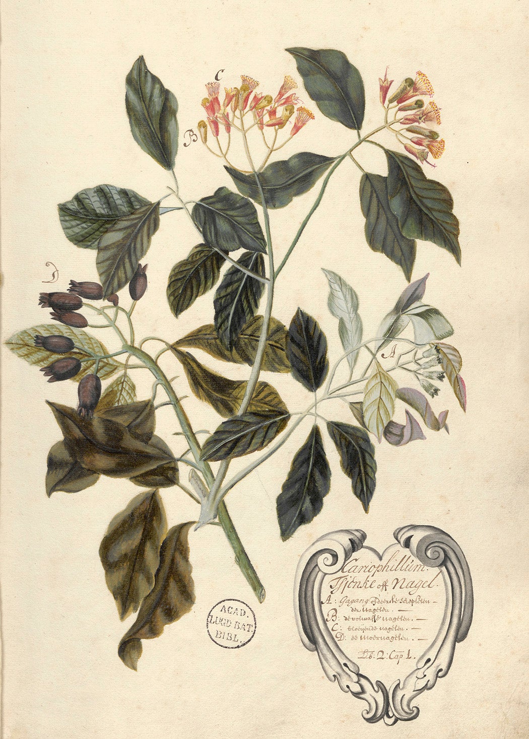 “Caryophyllum, Cengke, or Clove,” from Georg Everhard Rumphius, The Ambonese Herbal (Het Amboinsch Kruydboek), ca. 1690. Special Collections at the Leiden University Library. (Wikipedia Commons)