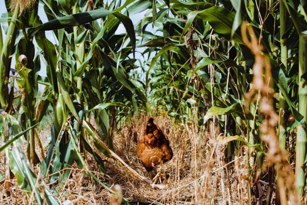 Rear view of a hen walking in a corn field