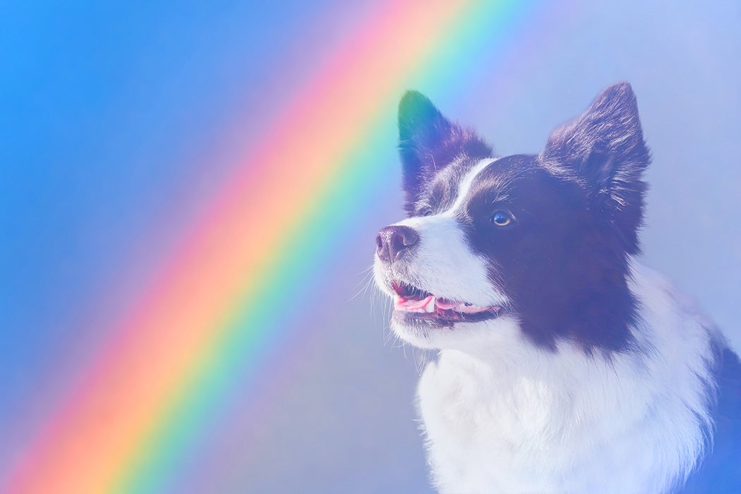 Close-up portrait of Border Collie dog on Rainbow Bridge background