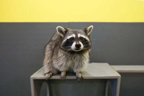 Close-up of a raccoon