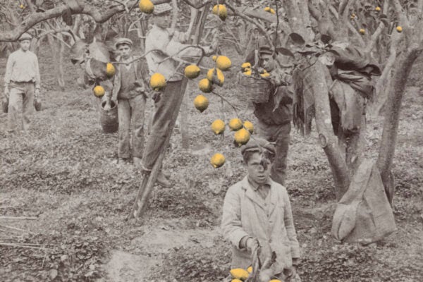 Picking lemons in a grove on the Conca d'Oro (Golden Shell), outside Palermo, Sicily, ca. 1900-1910