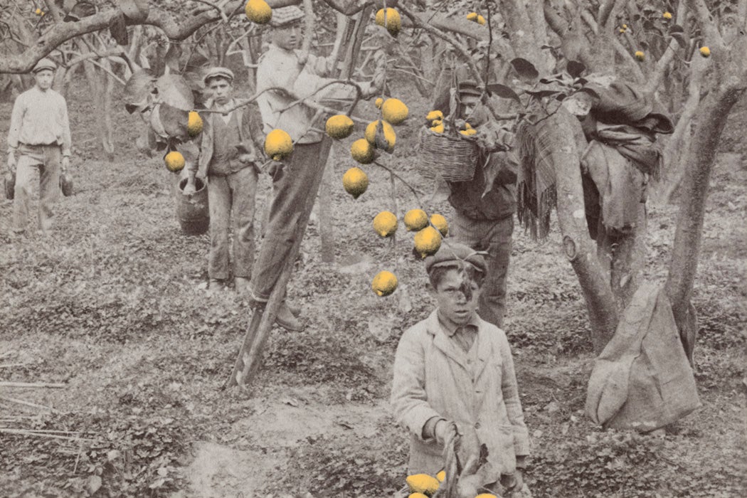 Picking lemons in a grove on the Conca d'Oro (Golden Shell), outside Palermo, Sicily, ca. 1900-1910