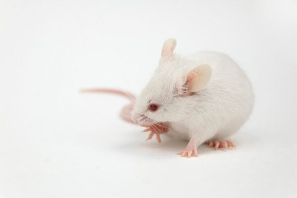 A white lab mouse on a white background