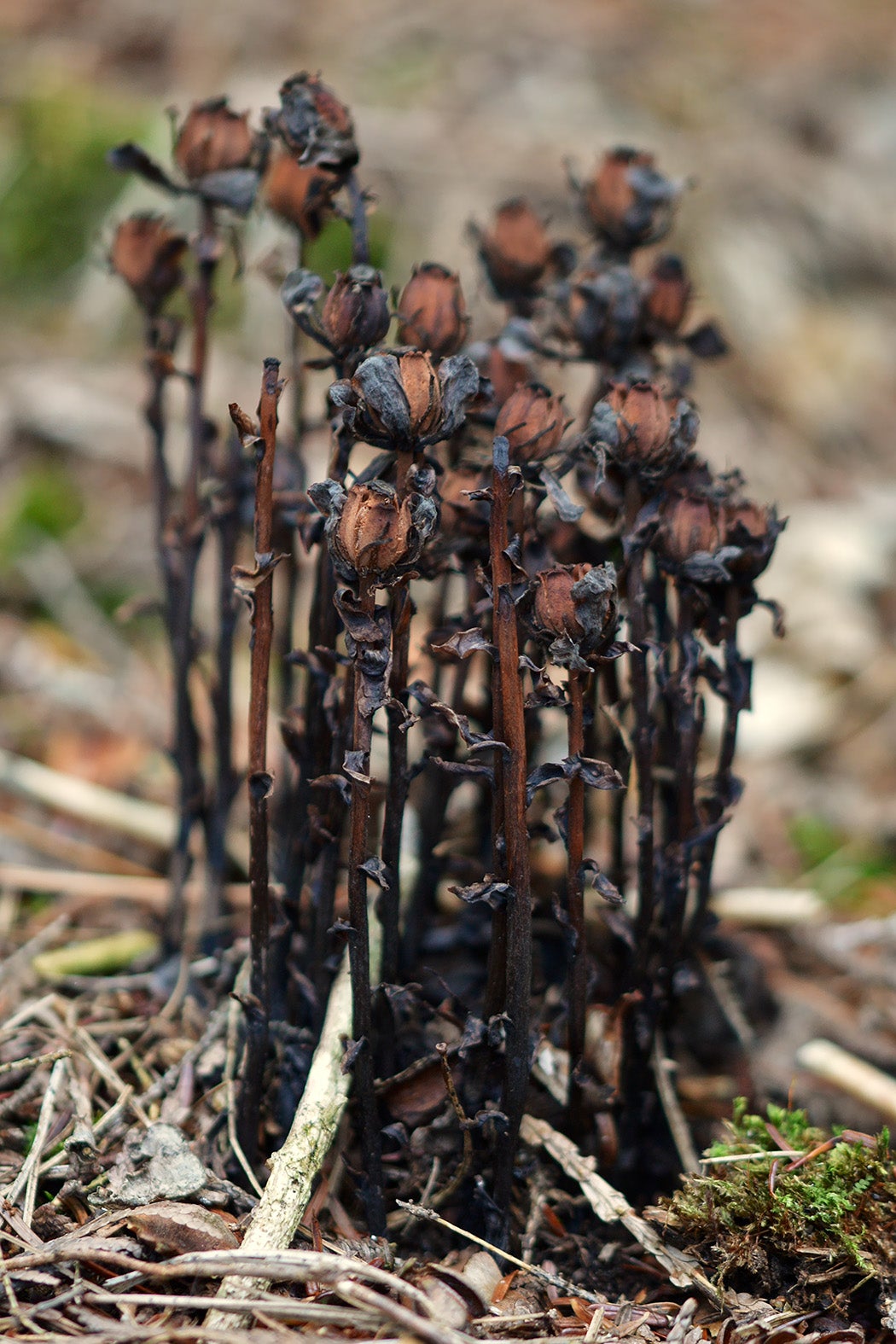 Monotropa uniflora seed capsules by Ryan Hodnett via Wikimedia Commons 