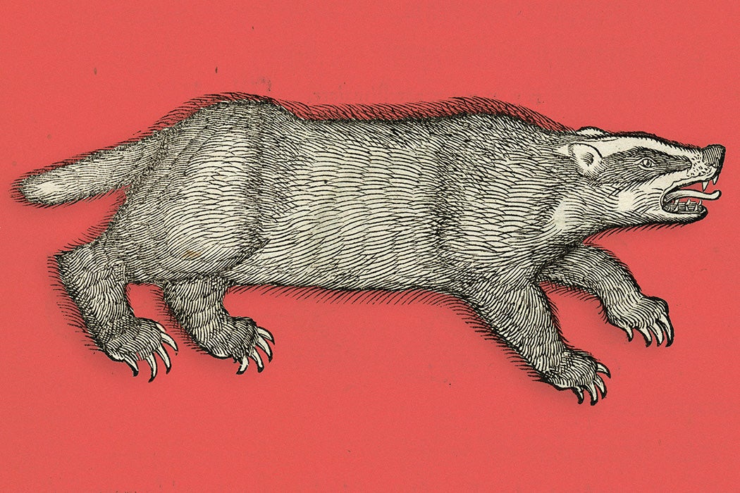 Woodcut of a badger, 1551