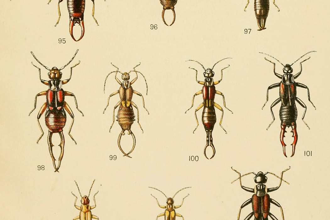 Dermaptera (Earwigs) (1910)