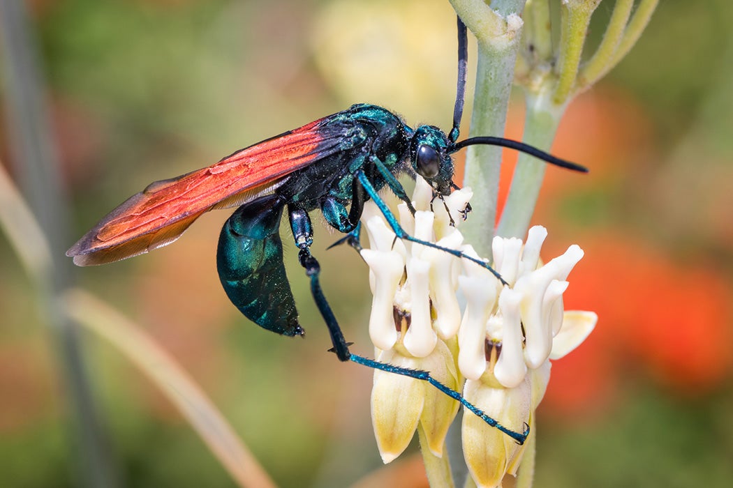 Male tarantula hawk (Pepsis formosa)