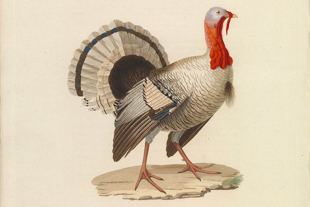 The Great American Turkey – JSTOR Daily