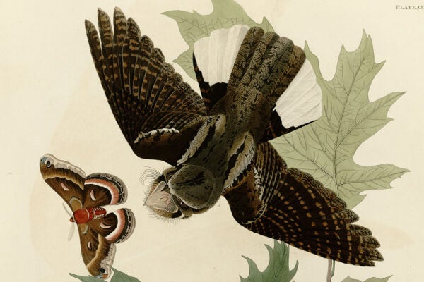 Plate 82 of Birds of America by John James Audubon depicting Whip-poor-will.