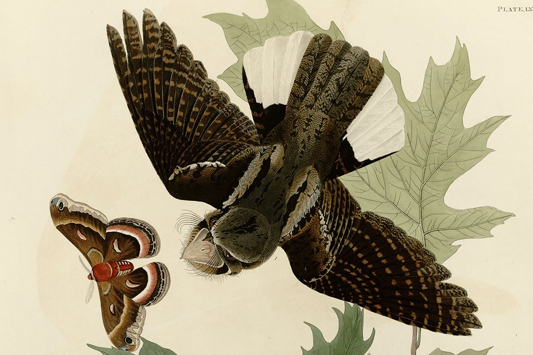 Plate 82 of Birds of America by John James Audubon depicting Whip-poor-will.