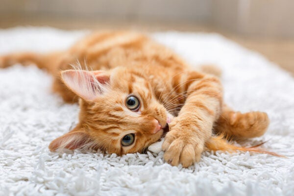 An orange cat playing with a toy