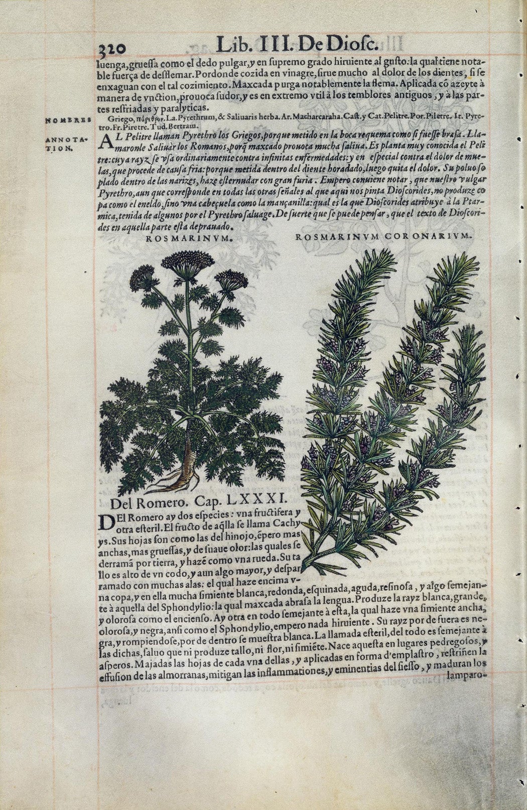 Rosemary in De Materia Medica. Engravings and translation by Andrés de Laguna, 1555.