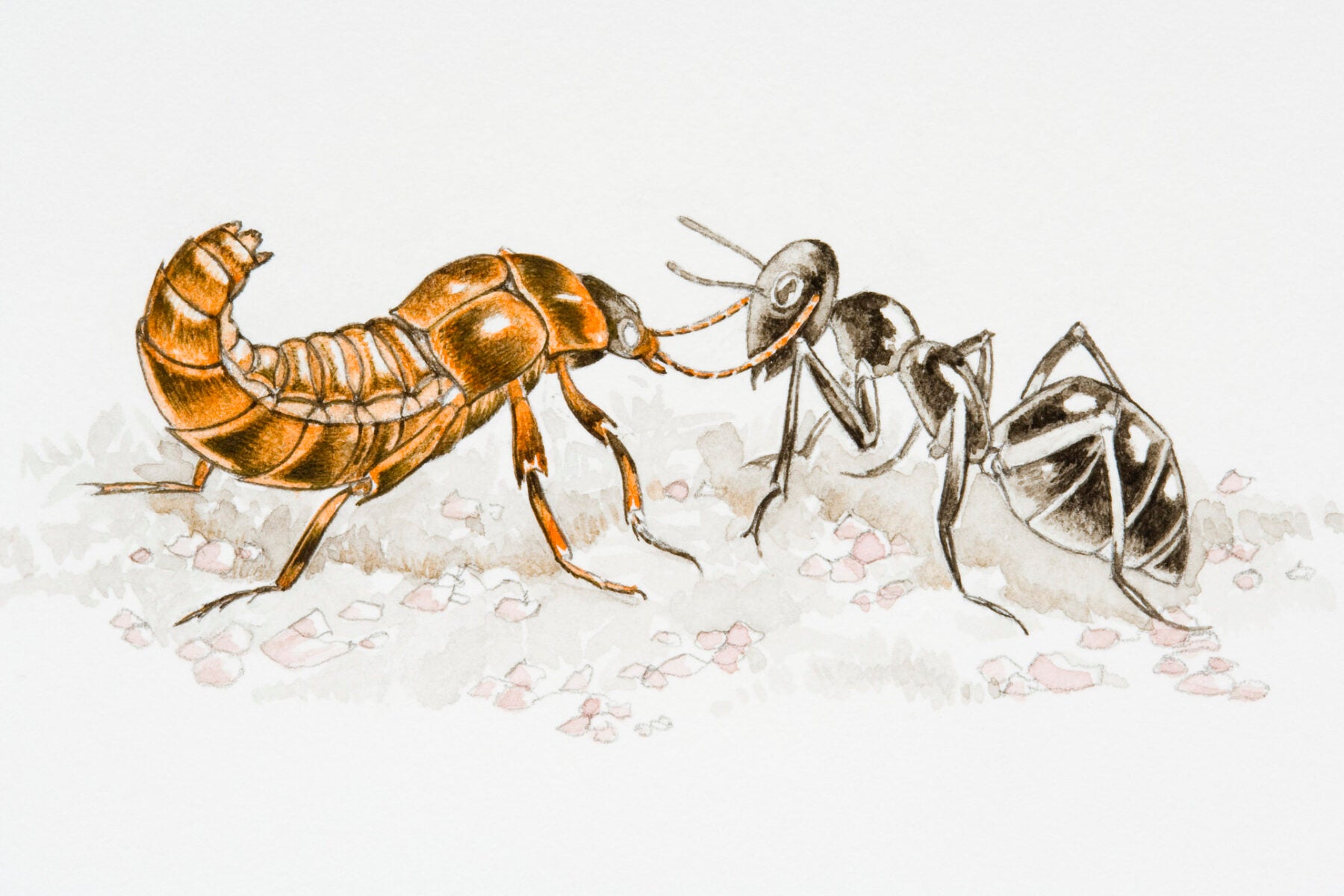 Illustration of Rove Beetle fighting with an ant