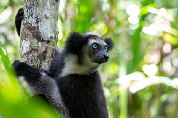 An Indri lemur