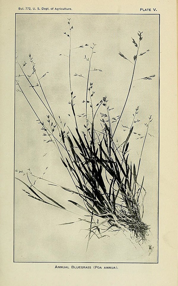 A photograph of Poa Annua from The genera of grasses of the United States, with special reference to the economic species, 1922