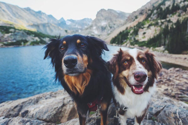 Two dogs at an alpine lake