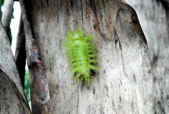 Lonomia obliqua